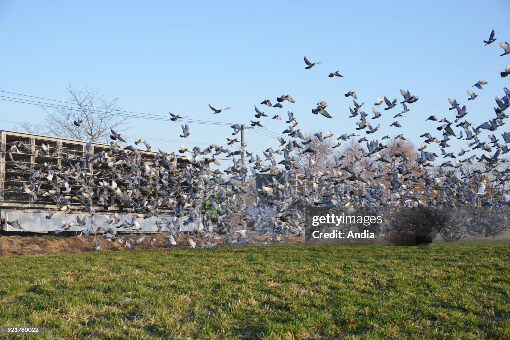 Pigeon racing.