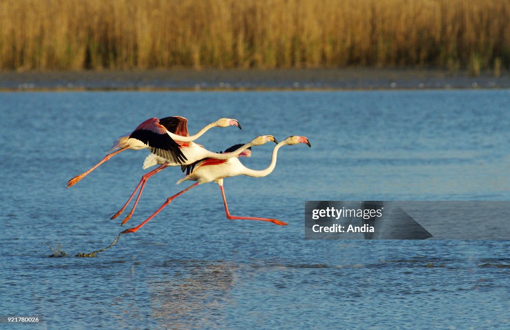 Pink flamingos.