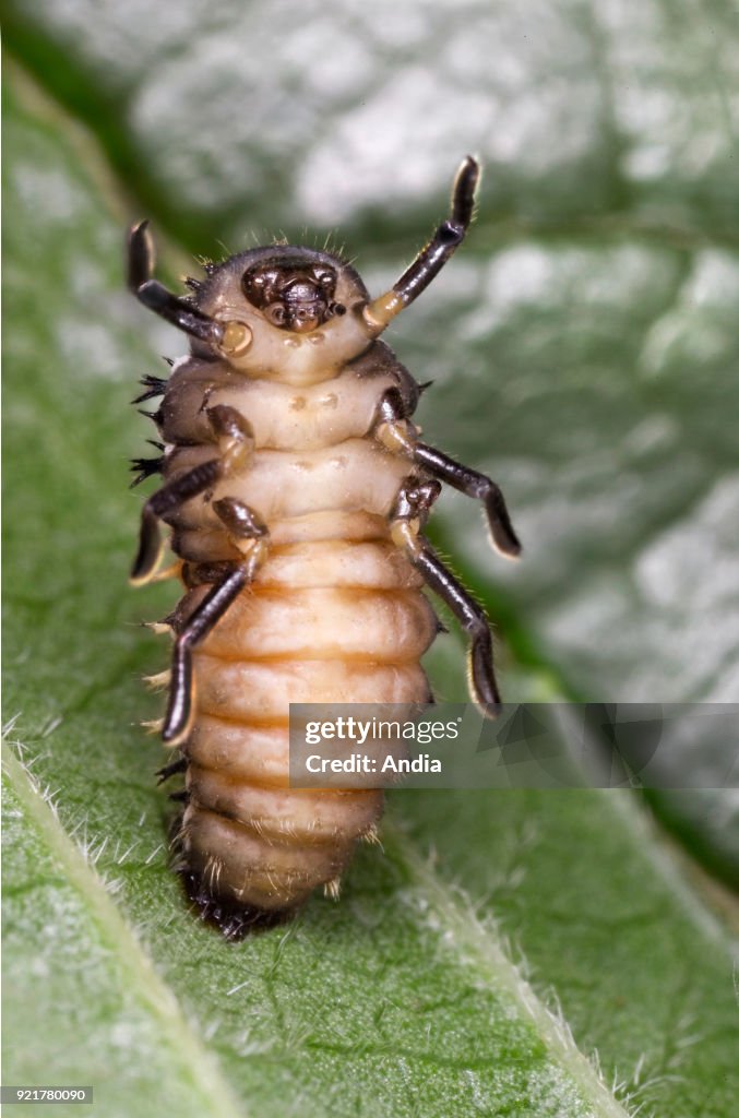 Metamorphosis of a ladybug.