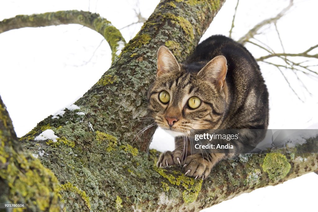 Domesticated cat on a tree branch in winter.