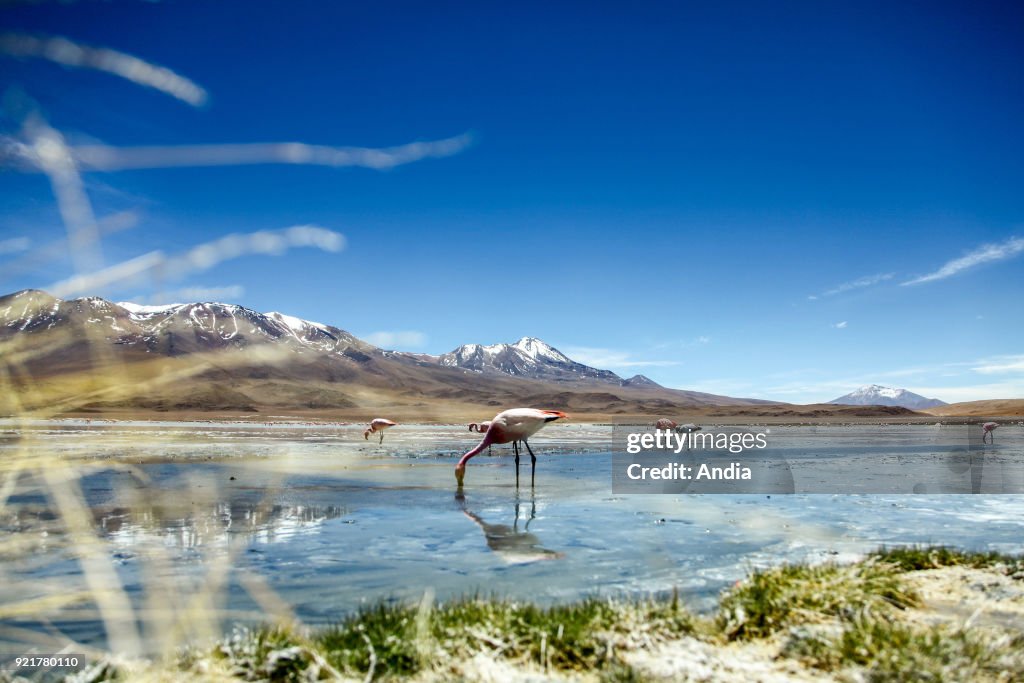 Laguna Hedionda.