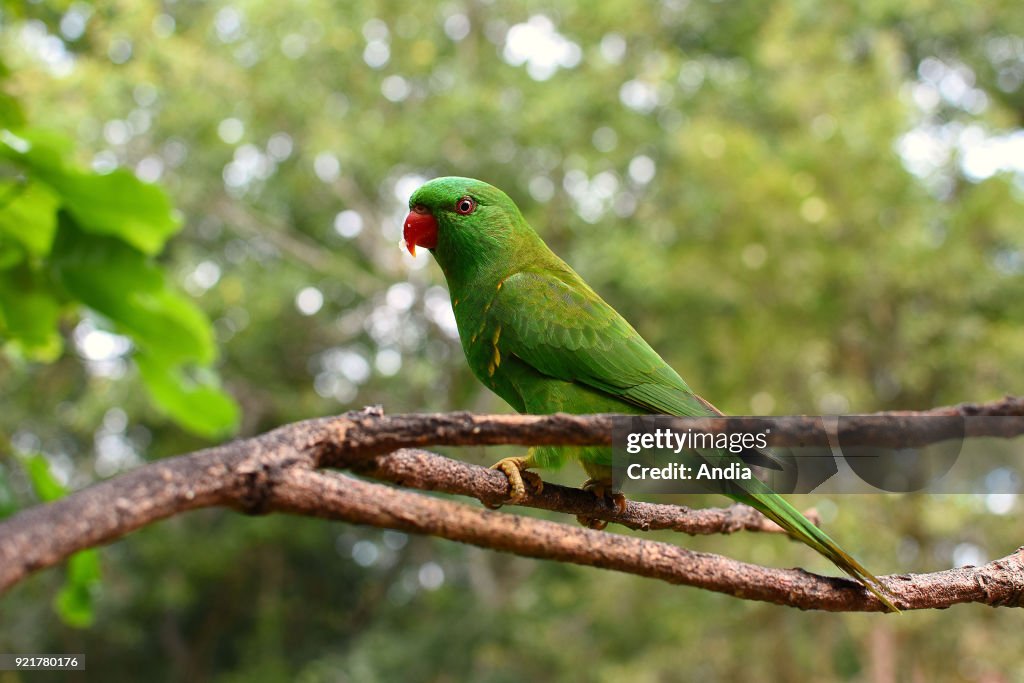 Scaly-breasted lorikeet.