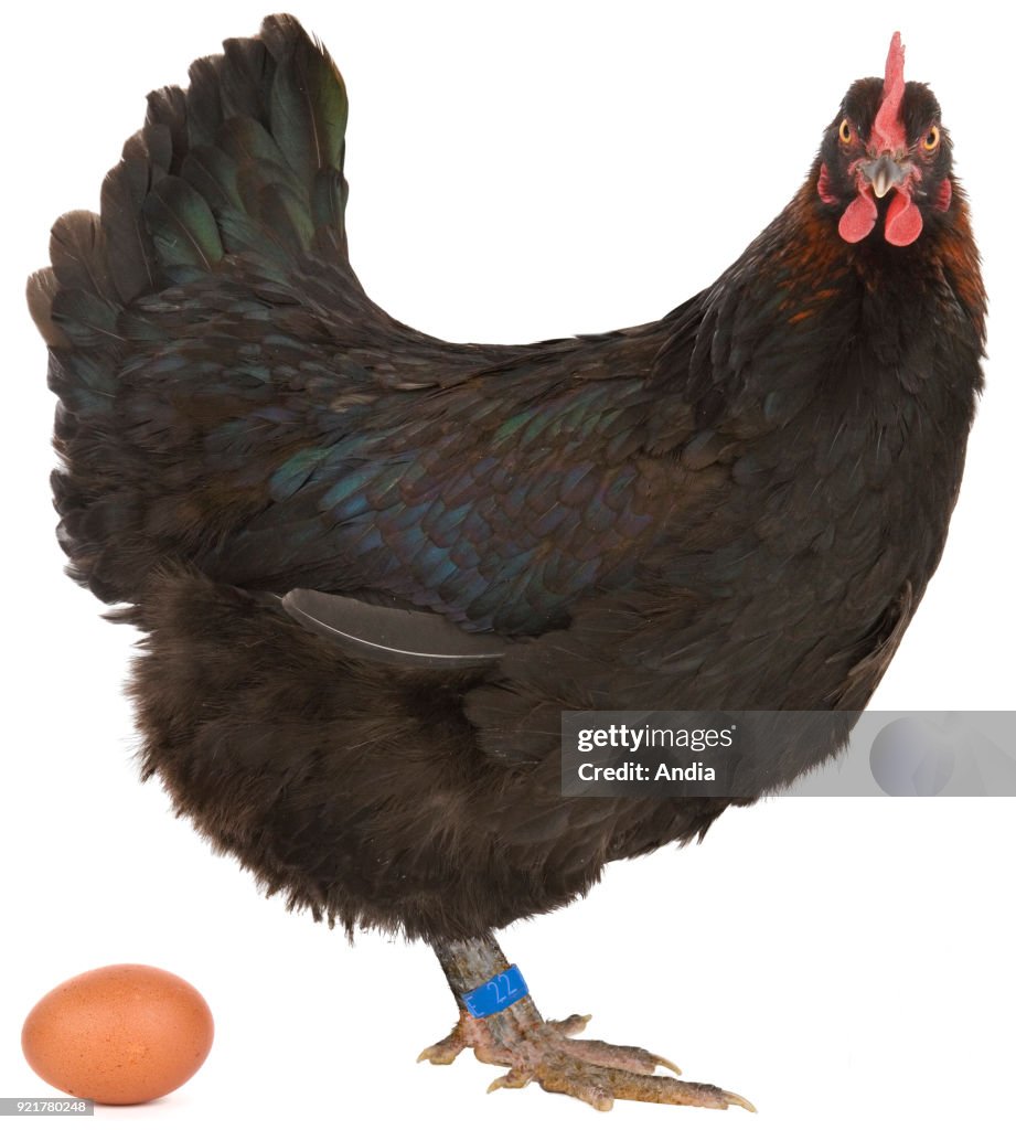 Poultry: Marans chicken and egg.