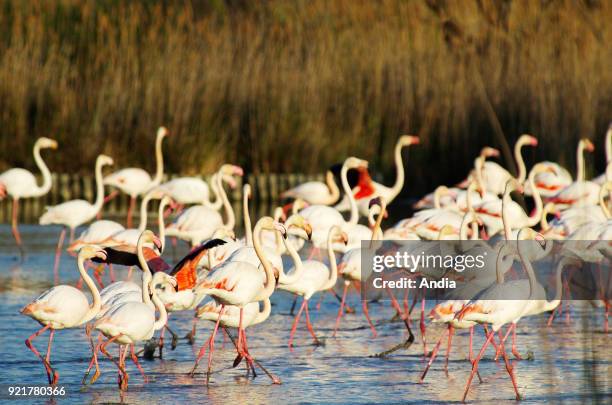 Pink flamingos at the Pont de Gau Bird Sanctuary in the Camargue Regional Nature Park.