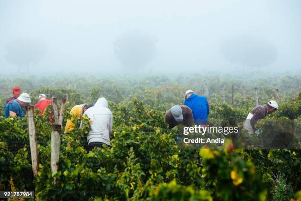 Nimes , June 2012: Hand picking in the Costieres de Nimes vineyard, morning mist.