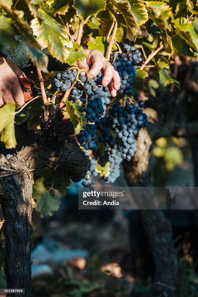 Hand picking in the Costieres de Nimes vineyard.