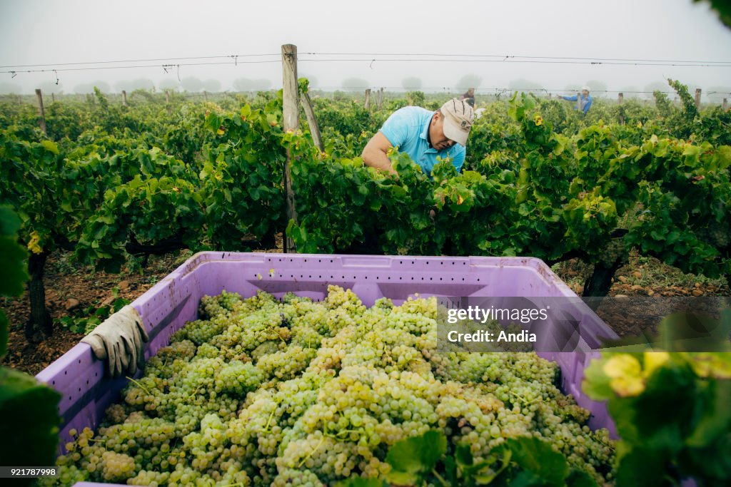 Hand picking in the Costieres de Nimes vineyard.