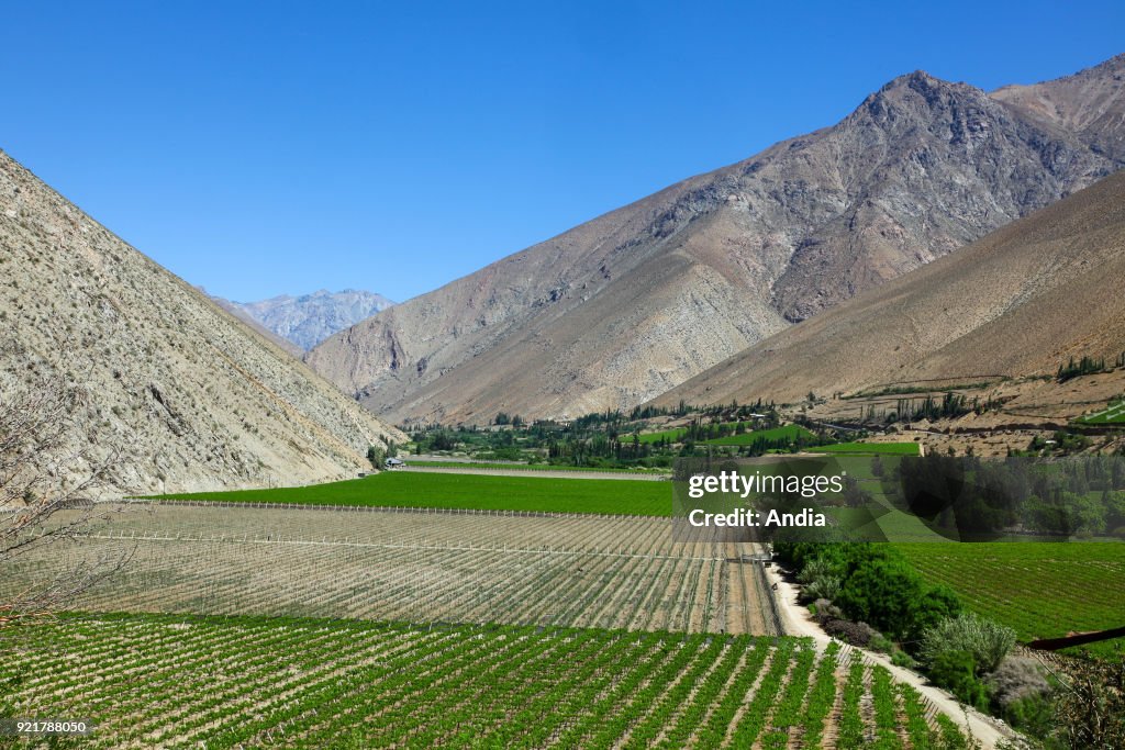 Vines in the Elqui Valley.