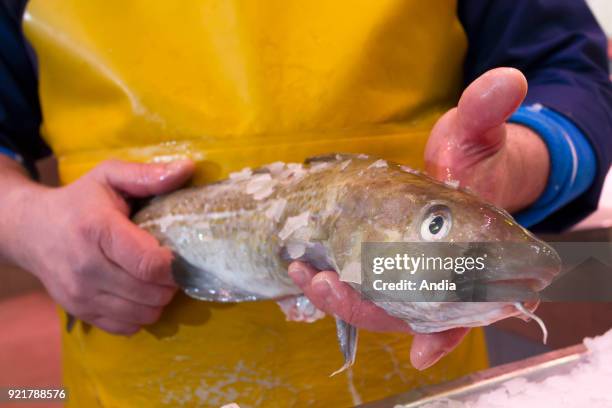 Cod Fishmonger 274 Fishmonger Hands Stock Photos, High-Res Pictures, and Images ...