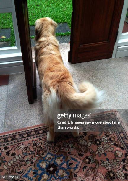 golden retriever at front door waiting for its best friend to arrive. - dog greeting stock pictures, royalty-free photos & images