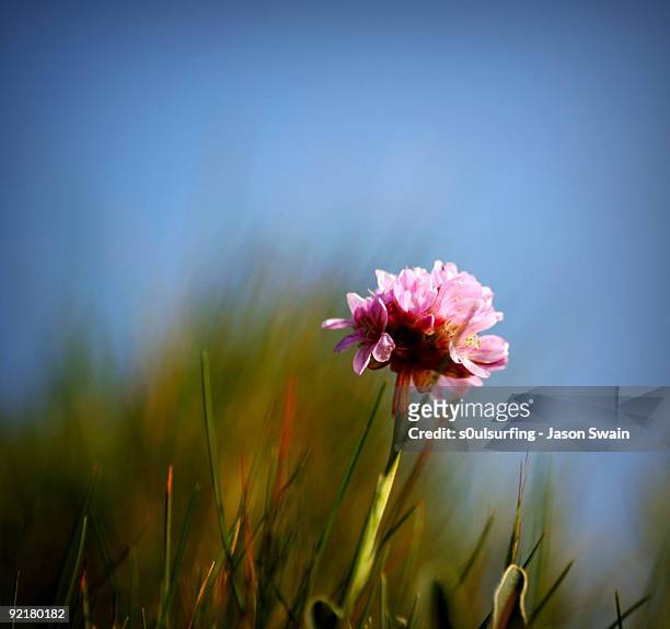 one - blur (thrift) - s0ulsurfing stock pictures, royalty-free photos & images