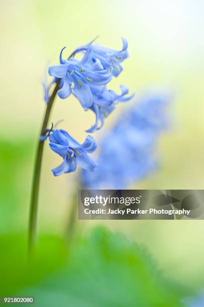 close-up image of the spring flowering spanish bluebell flowers also known as hyacinthoides hispanica - blue flower fotografías e imágenes de stock