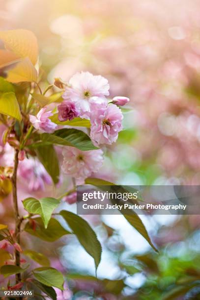 close-up image of the soft pink, spring flowers of prunus kanzan a japanese flowering cherry tree - prunus kanzan stock pictures, royalty-free photos & images