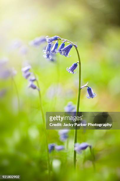 close-up image of a spring flowering english bluebell flower also known as hyacinthoides non-scripta - blue flower fotografías e imágenes de stock