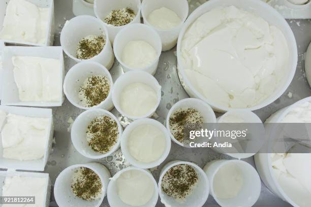Goat's cheese making at the farm 'La Ferme du Petit Quenneval' in Wirwignes . Workshop, goat's milk cheese.
