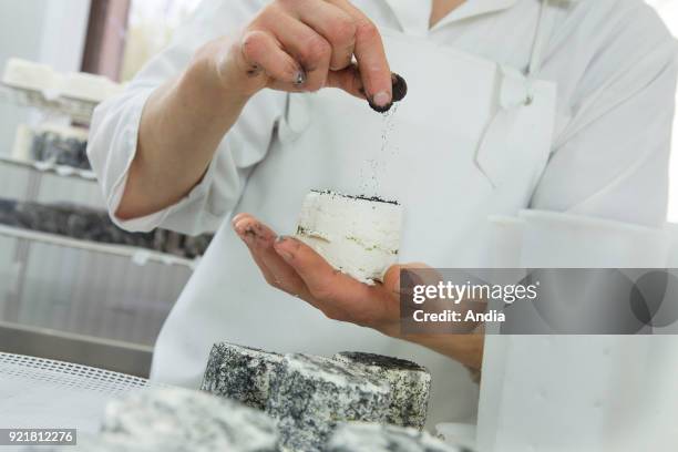 Goat's cheese making at the farm 'La Ferme du Petit Quenneval' in Wirwignes . Workshop, goat's milk cheese: ash coated cheese.