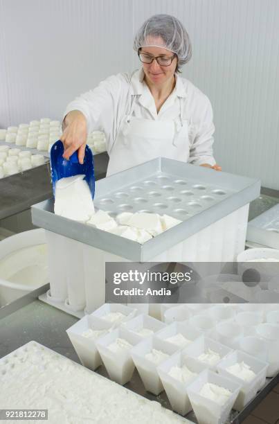 Goat's cheese making at the farm 'La Ferme du Petit Quenneval' in Wirwignes . Workshop, goat's milk cheese: molding stage, molding and pressing of...
