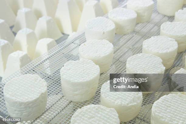 Goat's cheese making at the farm 'La Ferme du Petit Quenneval' in Wirwignes . Workshop, goat's milk cheese: cheese draining.
