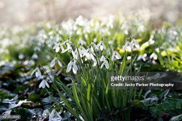 close-up image of spring flowering white snowdrop flowers also known as galanthus nivalis, back lit in the sunshine - snowdrops stockfoto's en -beelden