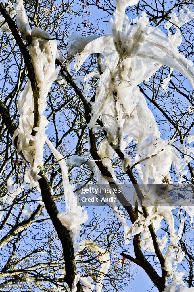 Pollution: plastic bag hanging on a tree branch.