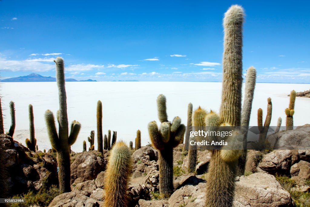 Salt flat Salar de Uyuni.