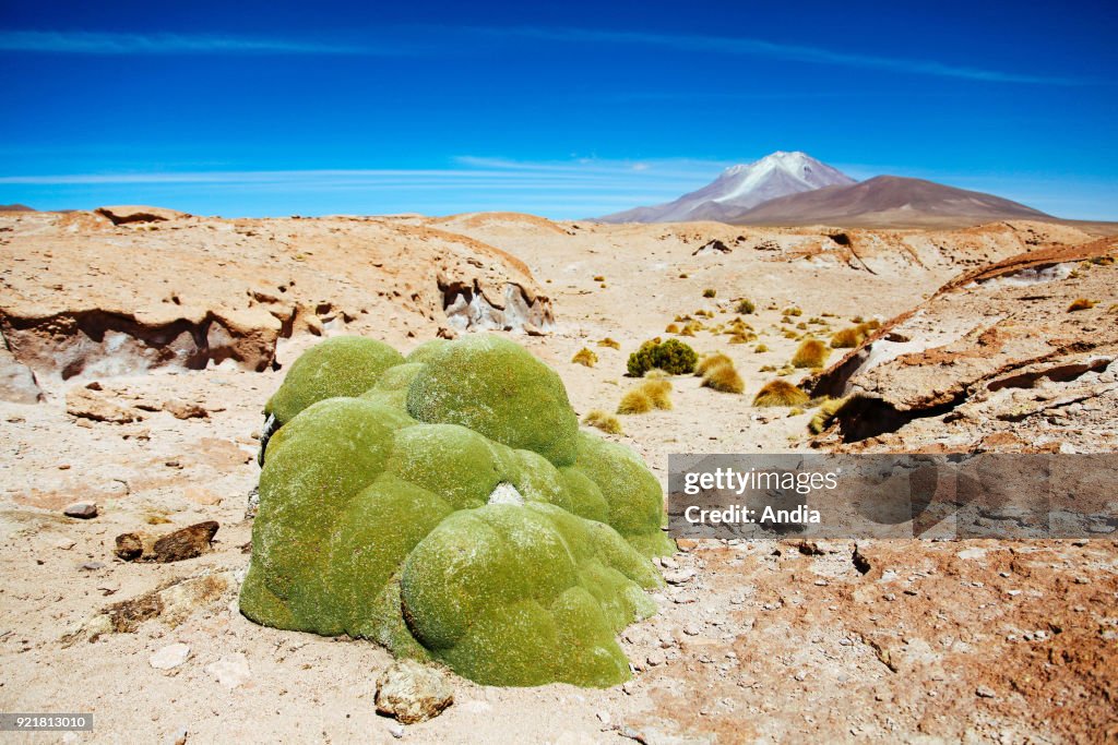 Sur Lipez or Sud Lipez Province.