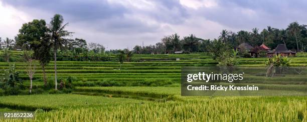 campuhan ridge rice terrace - ubud rice fields stock pictures, royalty-free photos & images