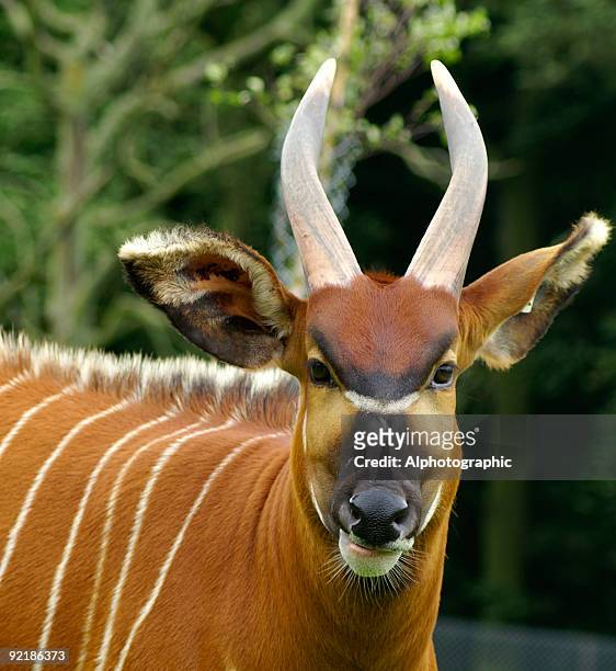 217 Bongo Antelope Photos and Premium High Res Pictures - Getty Images