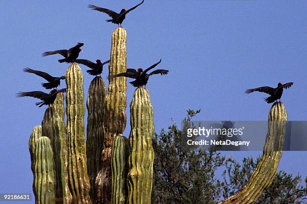 vultures on cardon cactus, baja california - cardon stock pictures, royalty-free photos & images