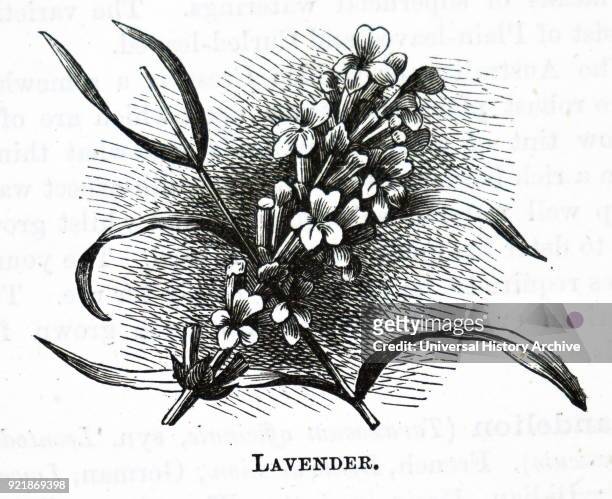 Illustration depicting a piece of lavender a genus of 47 known species of flowering plants in the mint family, Lamiaceae. Dated 20th century.