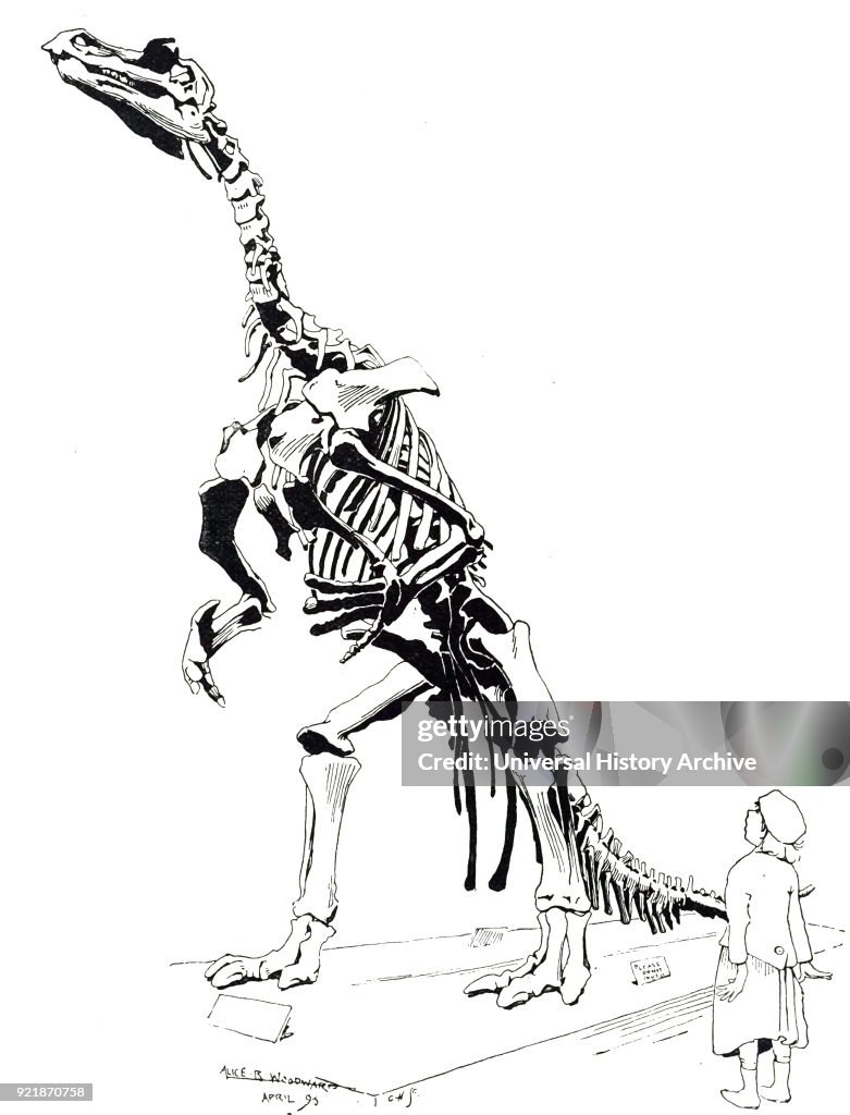 The skeleton of a Iguanodon.