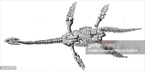 Engraving depicting a Plesiosaurus dolichodeirus found near Glastonbury. Dated 19th century.