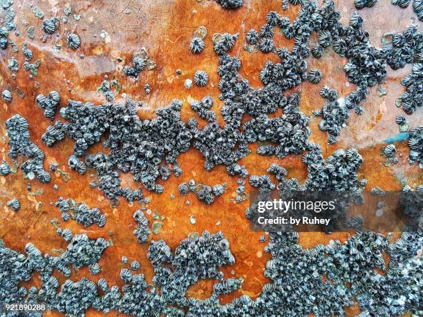 orange tori full of limpets - limpet fotografías e imágenes de stock