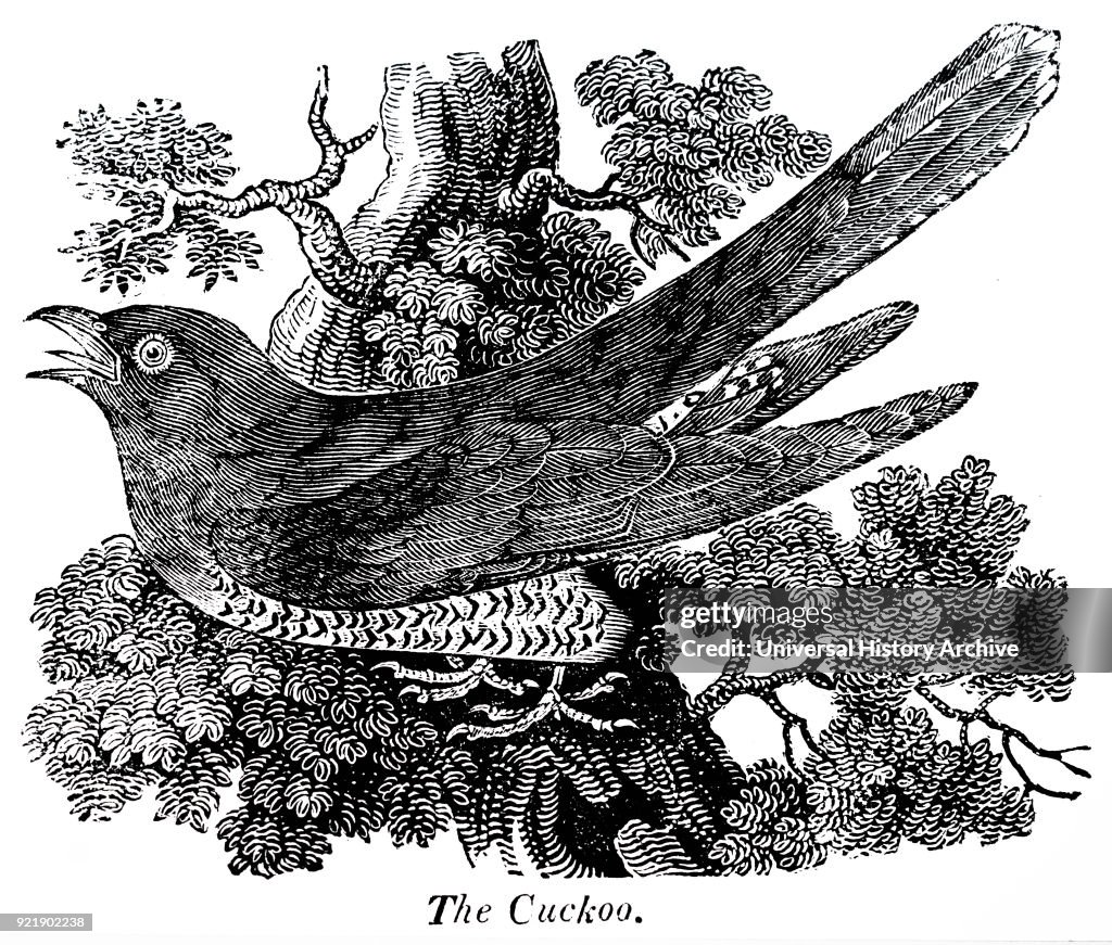 The Cuckoo.