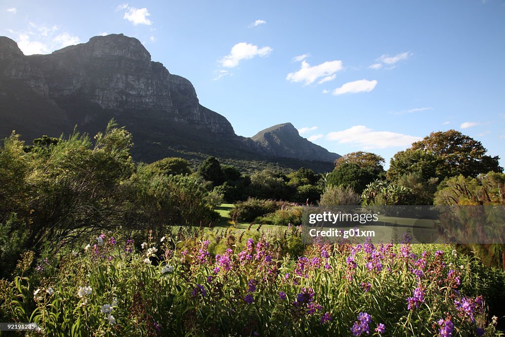 Kirstenbosch Botanic Gardens in Cape Town