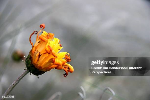 close up of flower  - jim henderson stock pictures, royalty-free photos & images