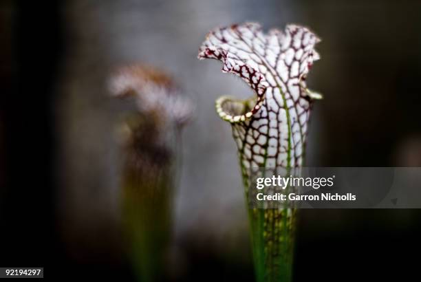 still predation - crimson pitcher plant stock pictures, royalty-free photos & images