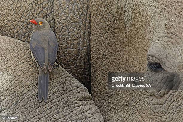 the red-billed ox-pecker and a rhino (buphagus ery - symbiotic relationship stock pictures, royalty-free photos & images