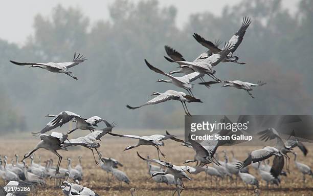 Cranes take to flight while others feed on a farmer's harvested cornfield on October 22, 2009 near Linum, Germany. The marshland near Linum becomes...