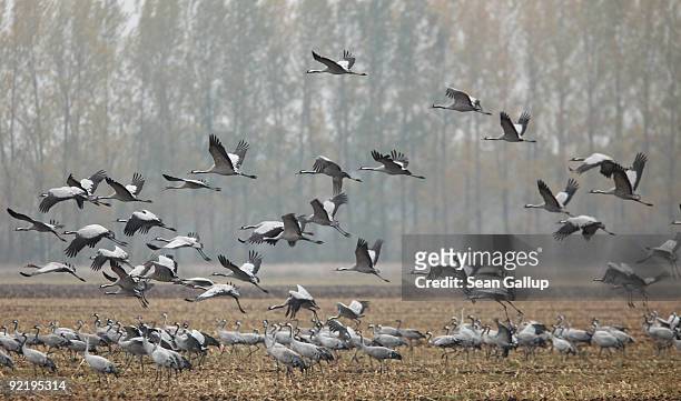 Cranes take to flight while others feed on a farmer's harvested cornfield on October 22, 2009 near Linum, Germany. The marshland near Linum becomes...