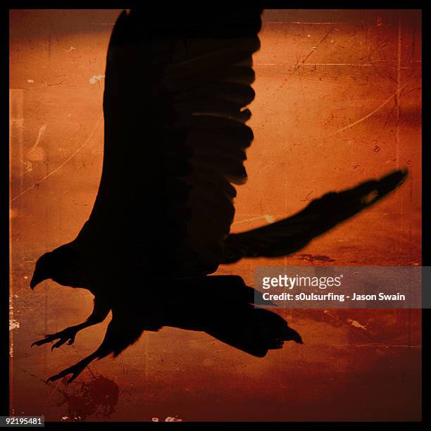 silhouetted scavenger - s0ulsurfing stock pictures, royalty-free photos & images
