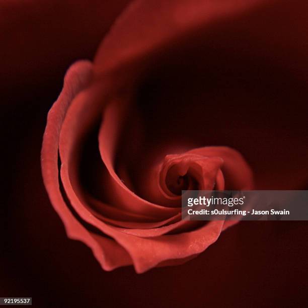 red lensbaby rose - s0ulsurfing stock pictures, royalty-free photos & images