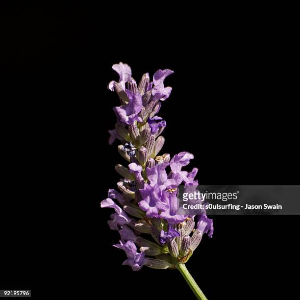 lavender - s0ulsurfing stockfoto's en -beelden