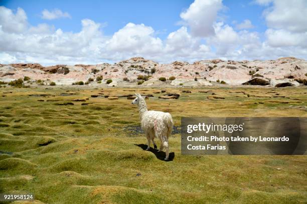 wild llama at bolivia - leonardo costa farias bildbanksfoton och bilder