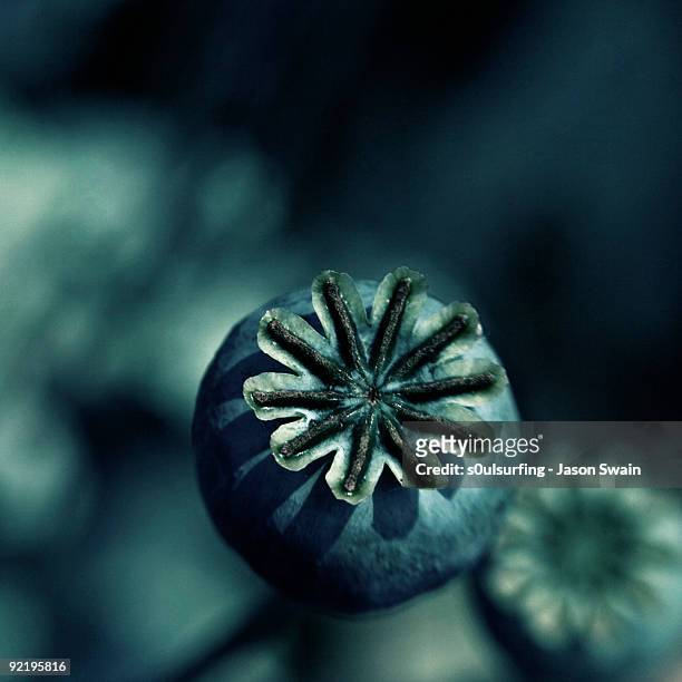 poppy seed heads taken with a lensbaby - s0ulsurfing stock pictures, royalty-free photos & images