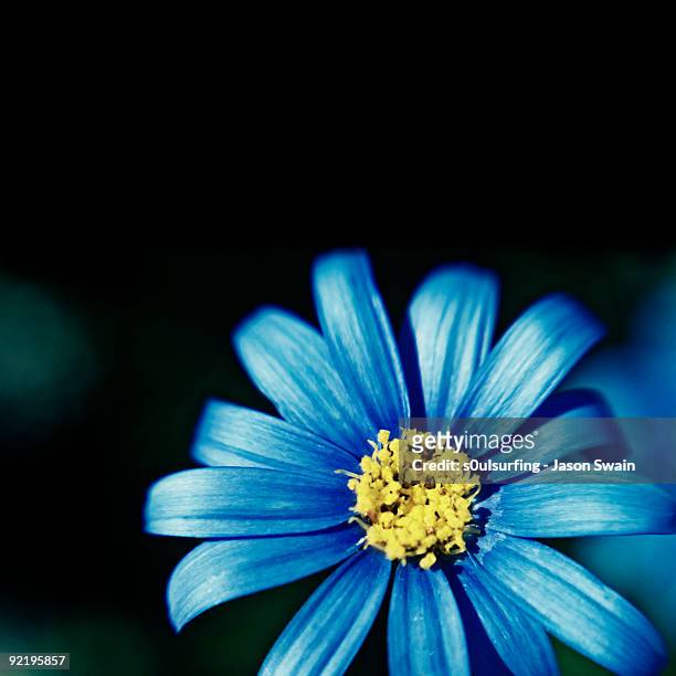 lensbaby blues - s0ulsurfing stock pictures, royalty-free photos & images