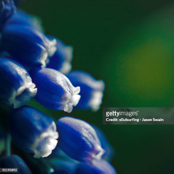 lensbaby grape hyacinth - s0ulsurfing stock pictures, royalty-free photos & images