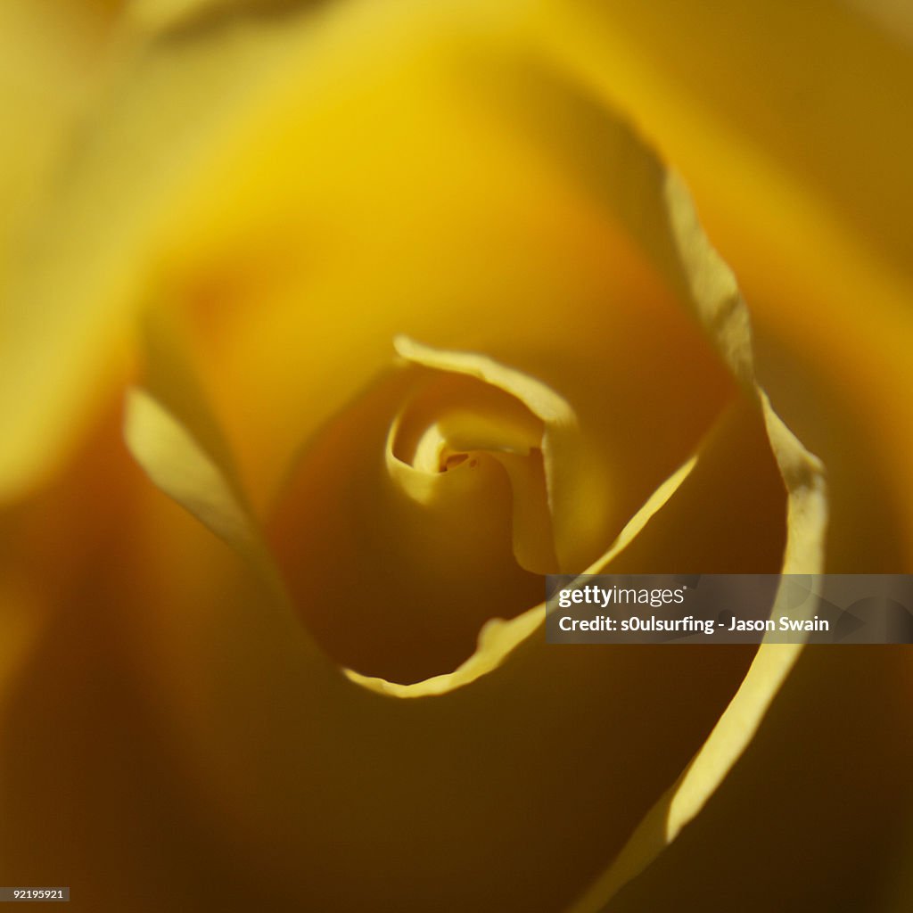 Lensbaby Rose