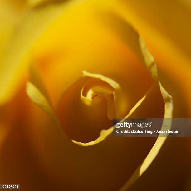lensbaby rose - s0ulsurfing stock pictures, royalty-free photos & images