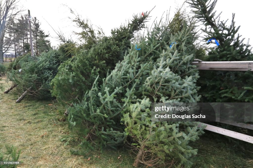 Fresh cut evergreen trees for the Christmas season